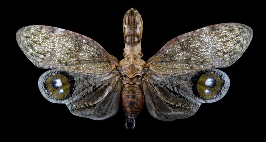 F_lanternaria